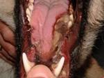 Necrosis tisular lengua por contacto con procesionaria (1)